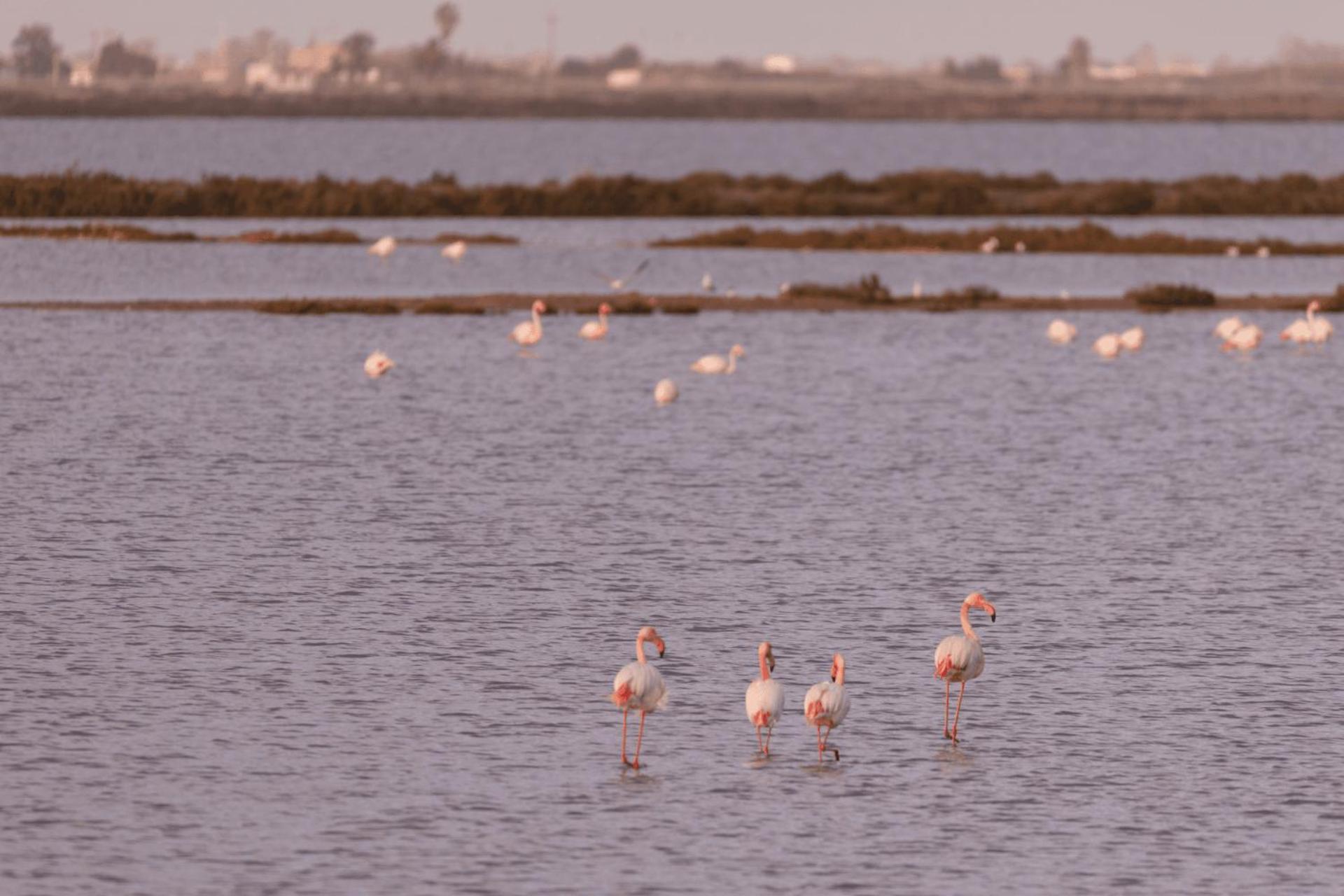 Отель Kampaoh Delta Del Ebro Эль-Побле-Ноу-дель-Дельта Экстерьер фото